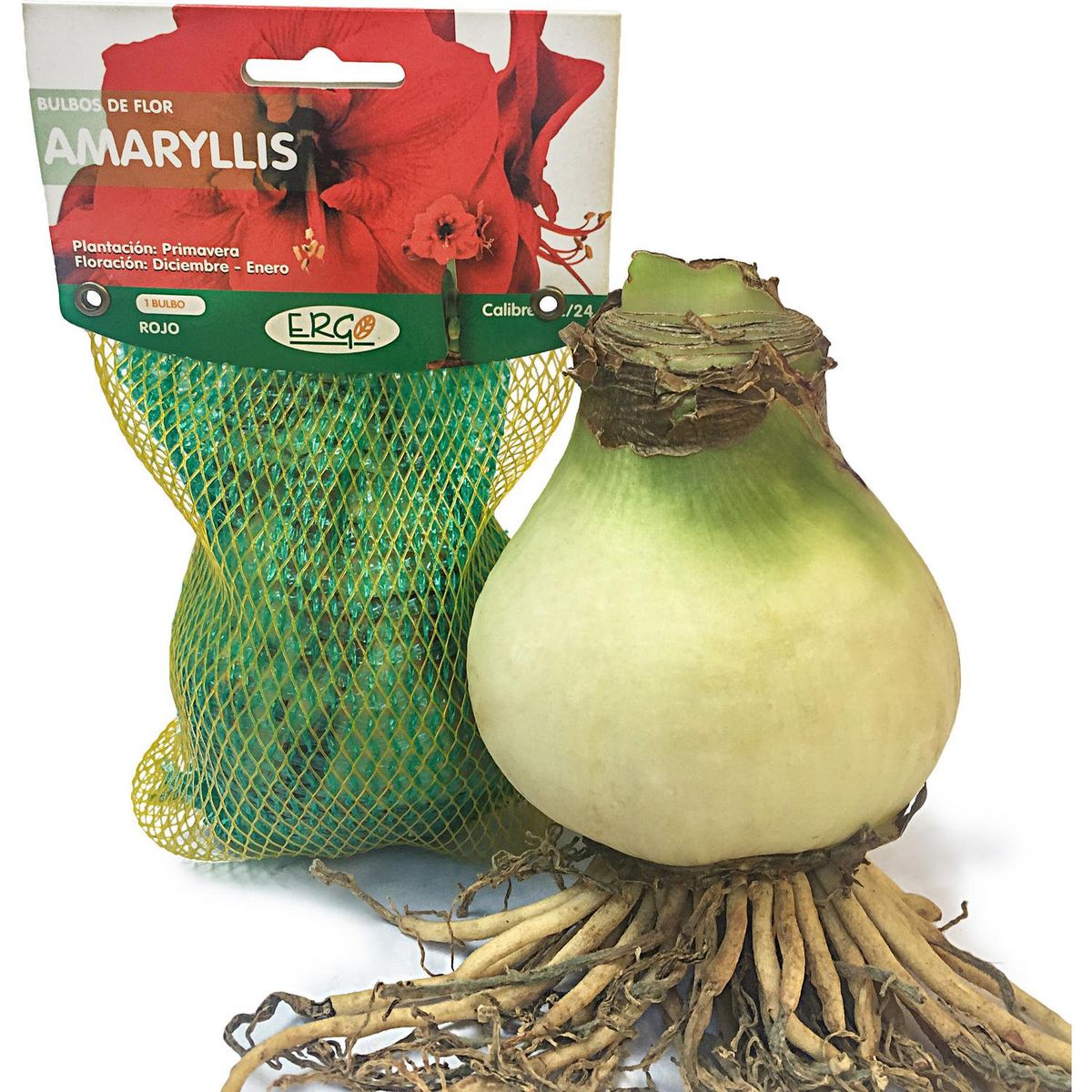 ERGO - Bulbos de Flor Amaryllis 
