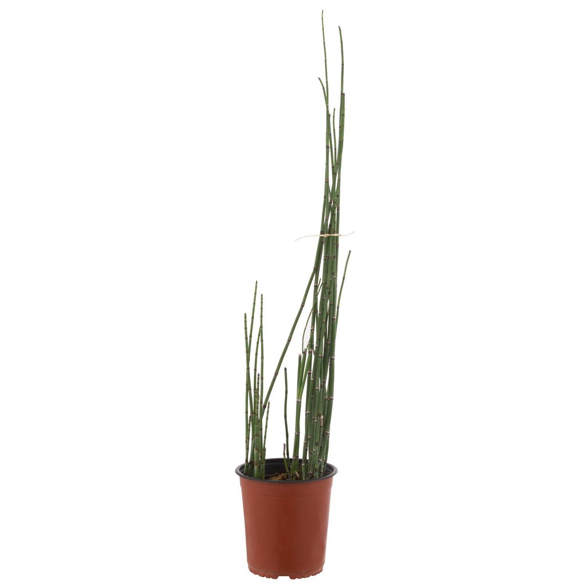 LAS BANDURRIAS - Equisetum 80 cm Natural CT19