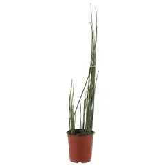 LAS BANDURRIAS - Equisetum 80 cm Natural CT19