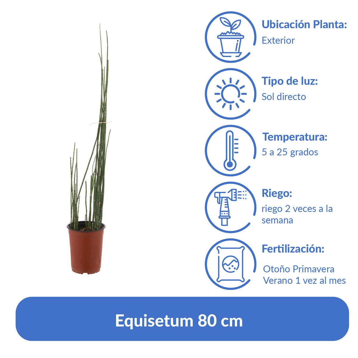 LAS BANDURRIAS - Equisetum 80 cm Natural CT19