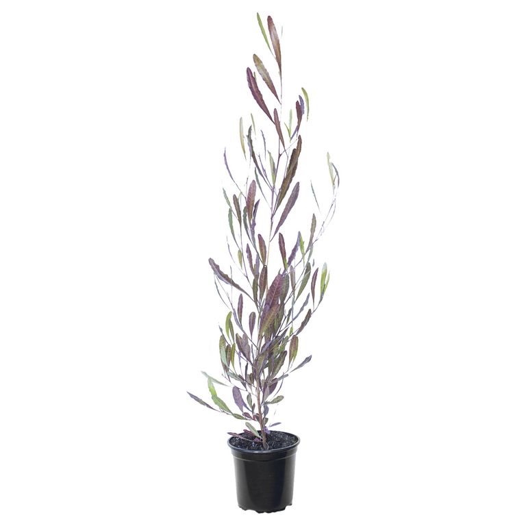 Arbusto Stenocarpo Natural 50 cm