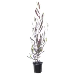 LAS BANDURRIAS - Stenocarpo 50 cm CT14