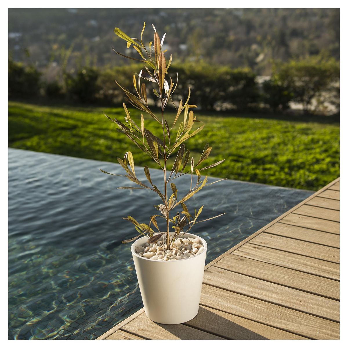 LAS BANDURRIAS - Arbusto Stenocarpo Natural 50 cm