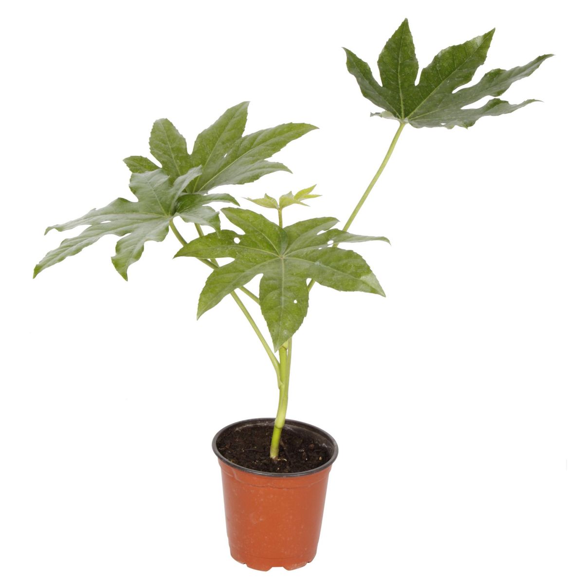 VIVEROS HIJUELAS - Aralia Japonica 30 cm Natural CT17