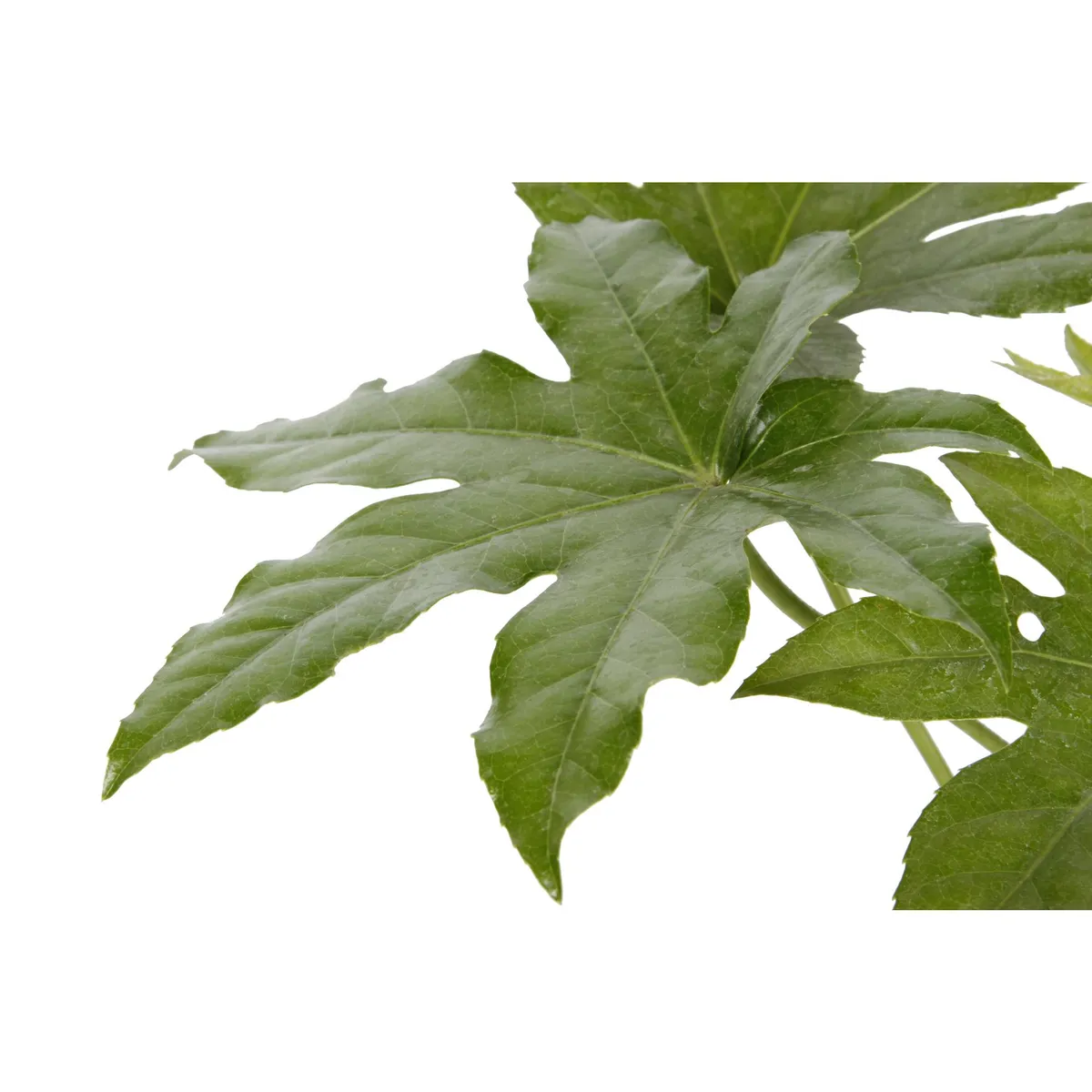 VIVEROS HIJUELAS - Aralia Japonica 30 cm Natural CT17