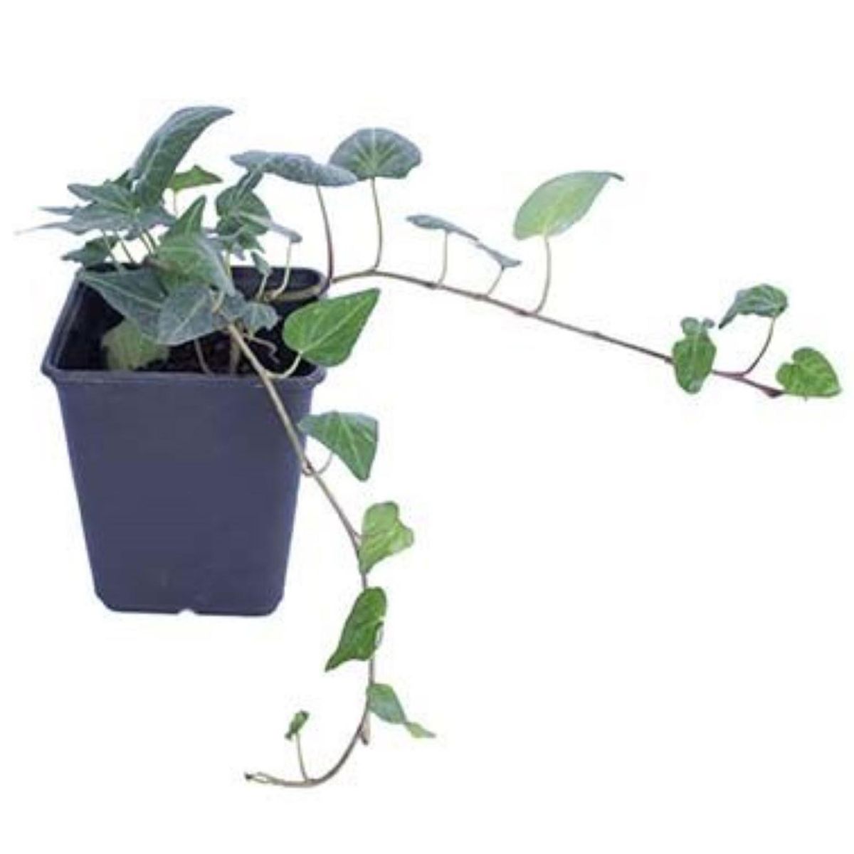 LAS BANDURRIAS - Hiedra 10 cm Natural CT11