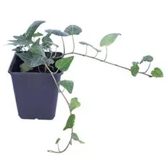 LAS BANDURRIAS - Hiedra 10 cm Natural CT11