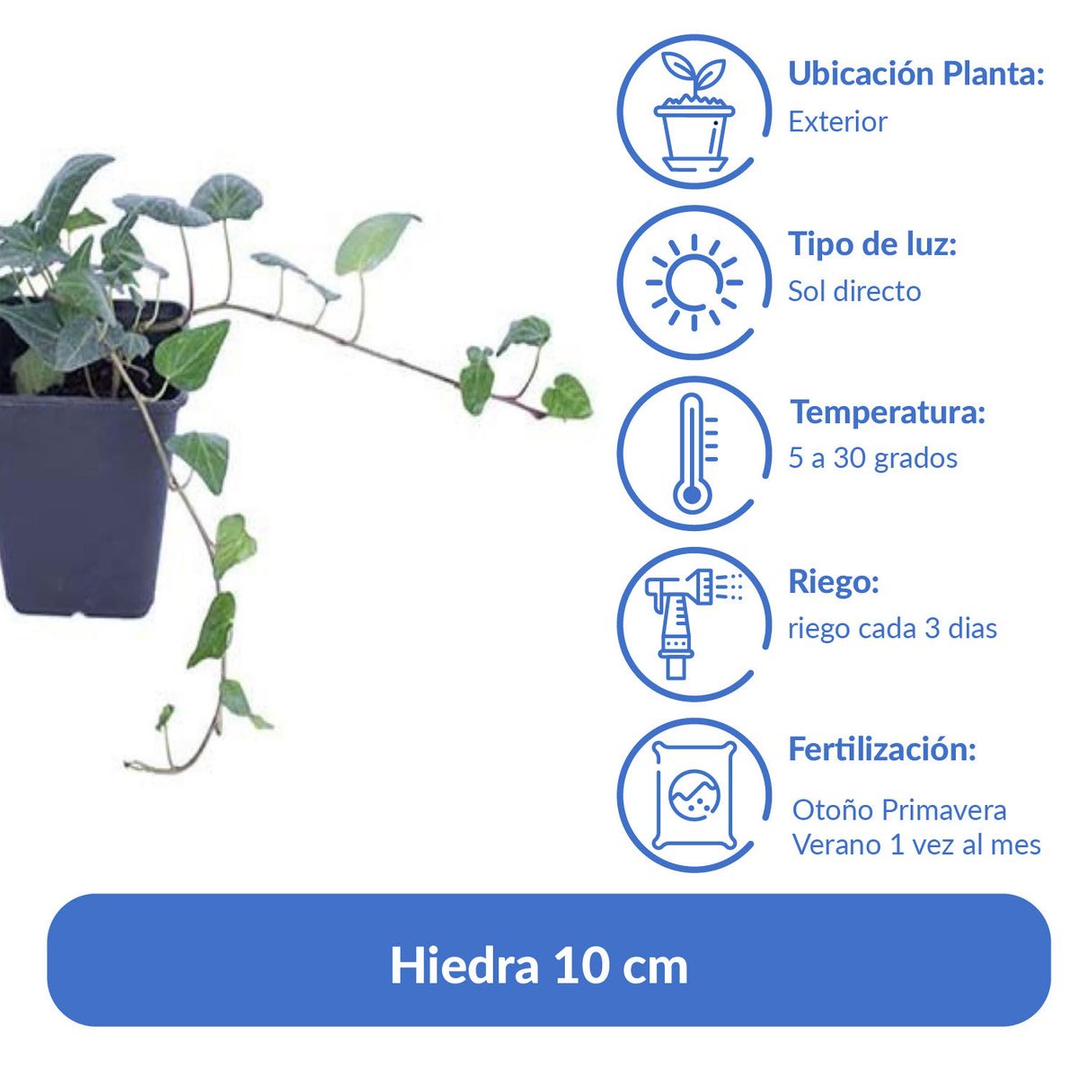 LAS BANDURRIAS - Hiedra 10 cm Natural CT11