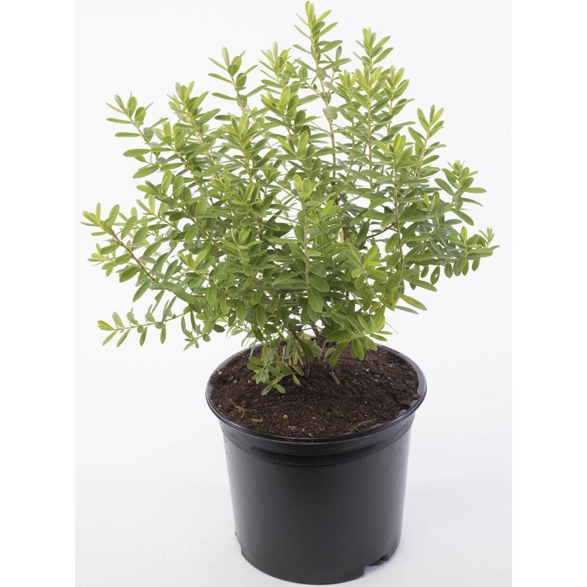 VIVEROS HIJUELAS - Arbusto Verónica Compacta Natural