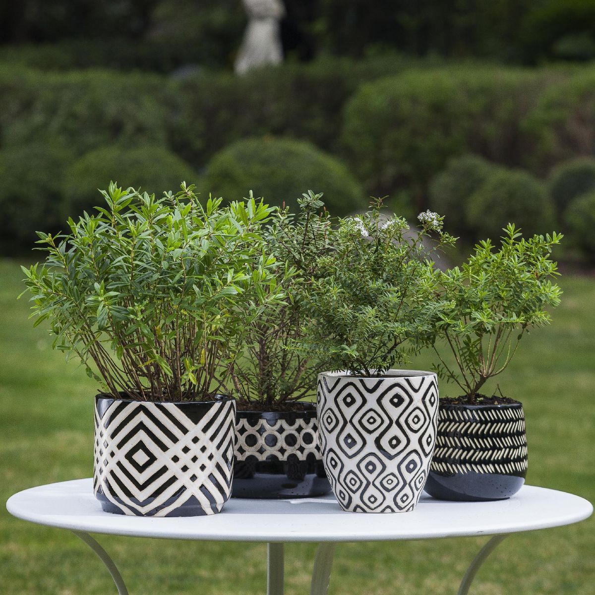 VIVEROS HIJUELAS - Arbusto Verónica Compacta Natural