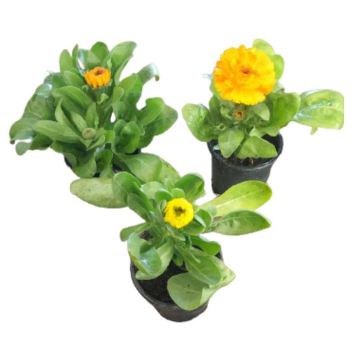 FLORES DE MI TIERRA - Calendula 10 cm Natural CT10