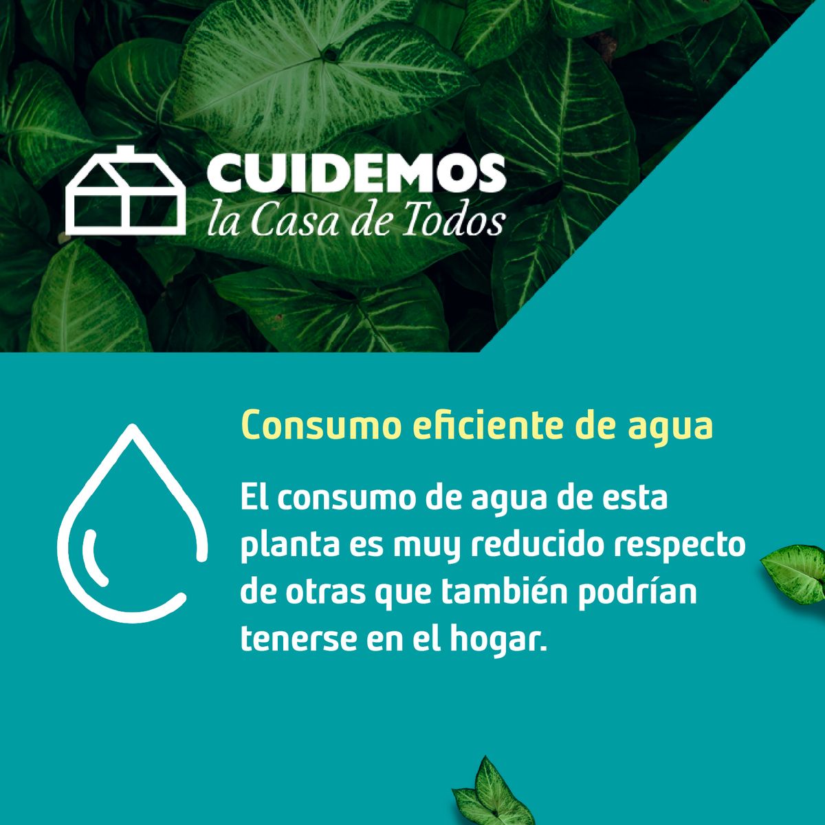 FLORES DE MI TIERRA - Calendula 10 cm Natural CT10