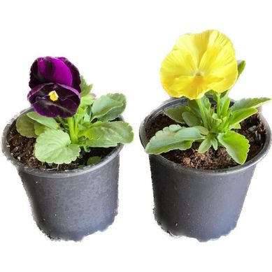 Viola 10 cm Natural CT10
