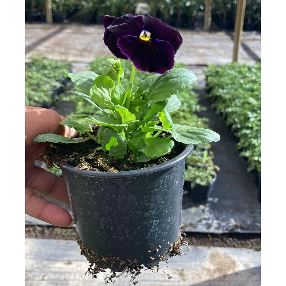 LAS BANDURRIAS - Viola 10 cm Natural CT10