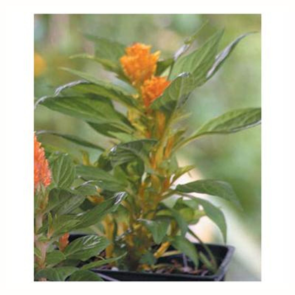 LAS BANDURRIAS - Celosia 10 cm Natural CT10
