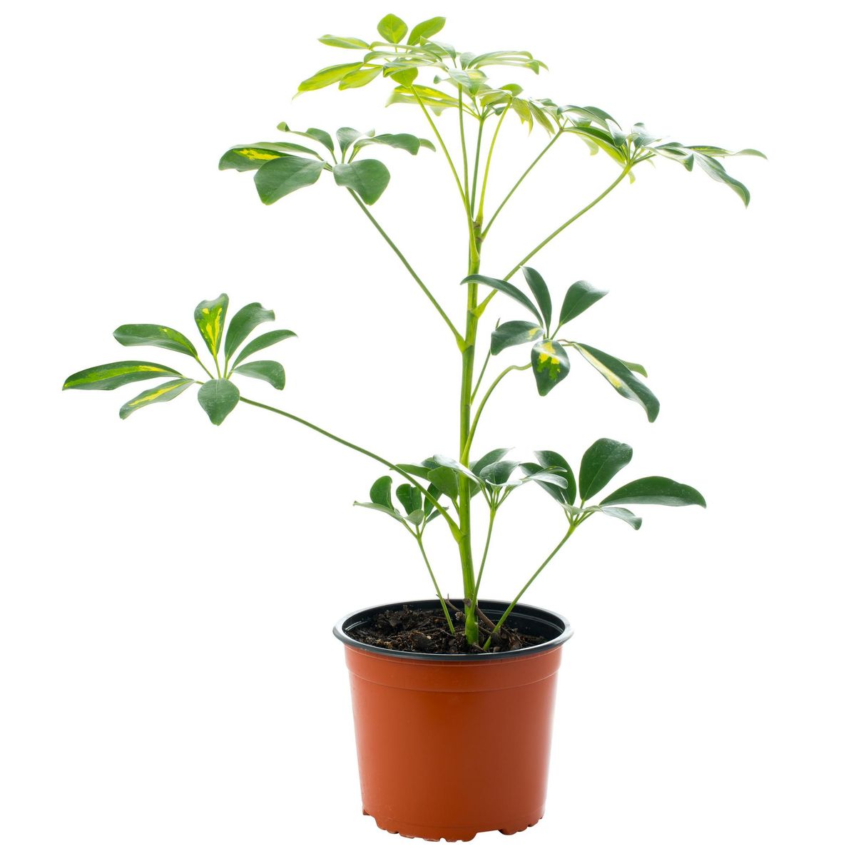 LAS BANDURRIAS - Schefflera 50 cm Natural CT17