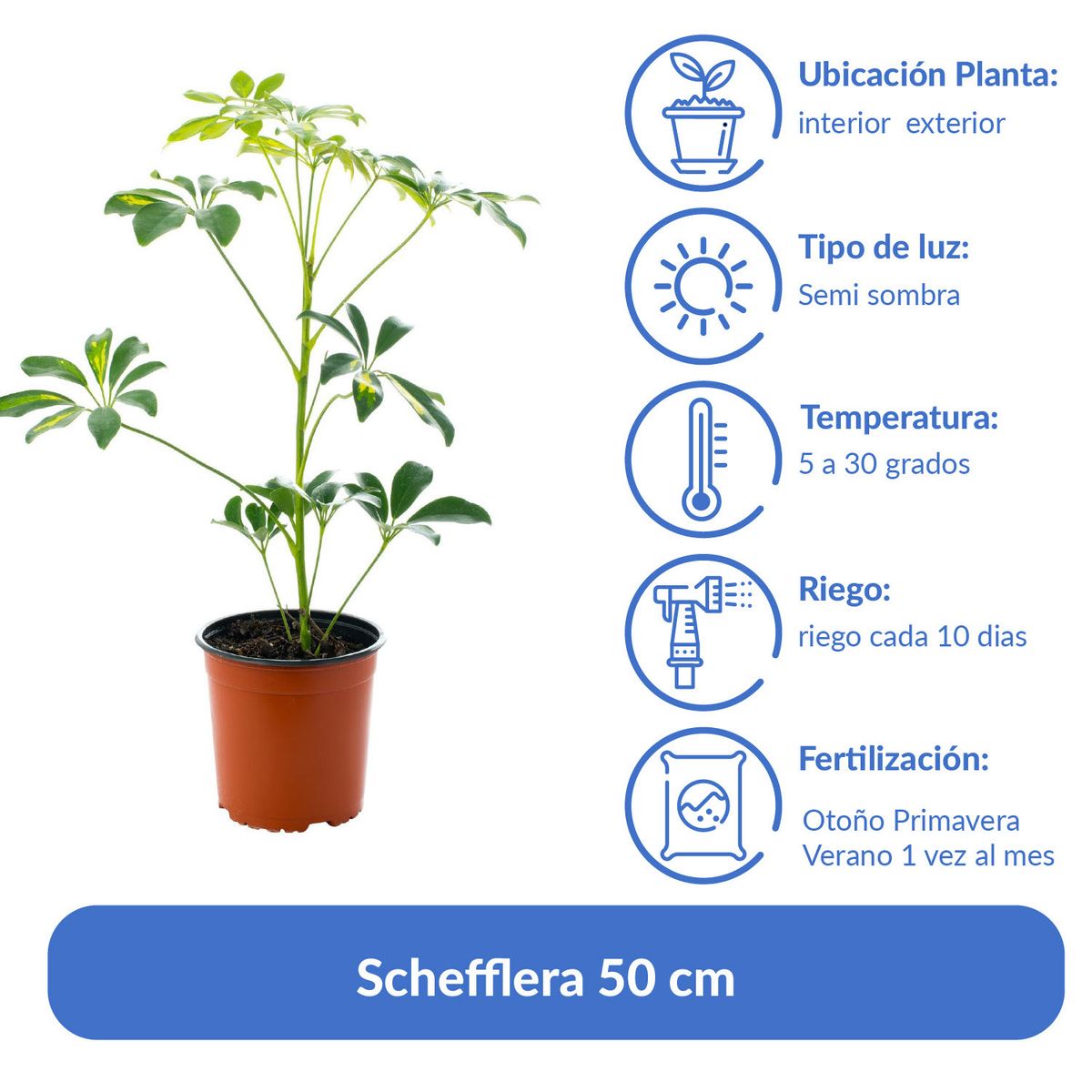 LAS BANDURRIAS - Schefflera 50 cm Natural CT17