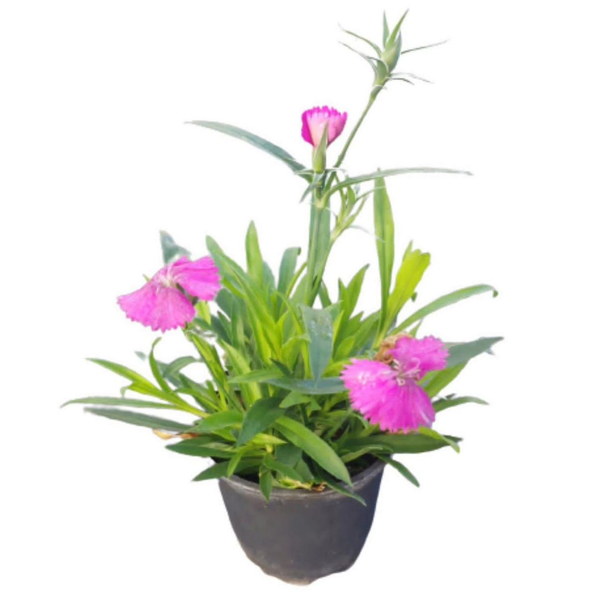 FLORES DE MI TIERRA - Clavelina 10 cm Natural CT10