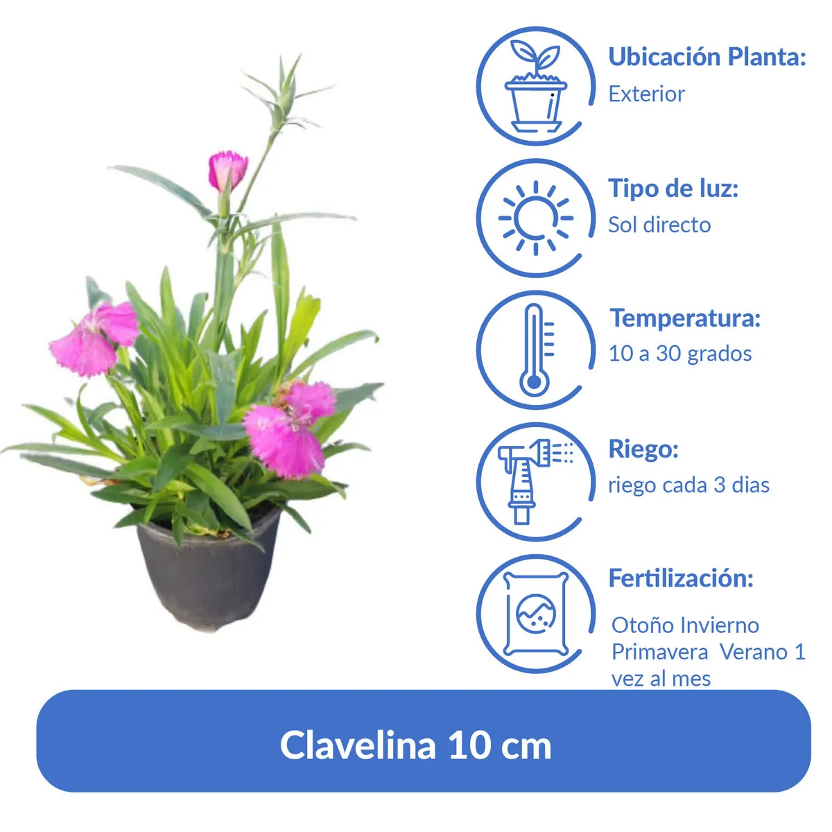 FLORES DE MI TIERRA - Clavelina 10 cm Natural CT10