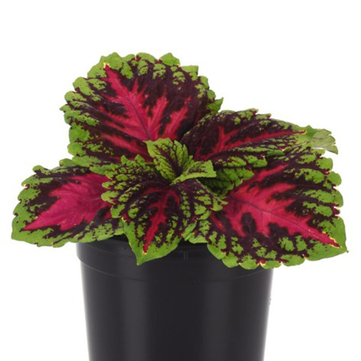 LAS BANDURRIAS - Coleus 10 cm Natural CT10