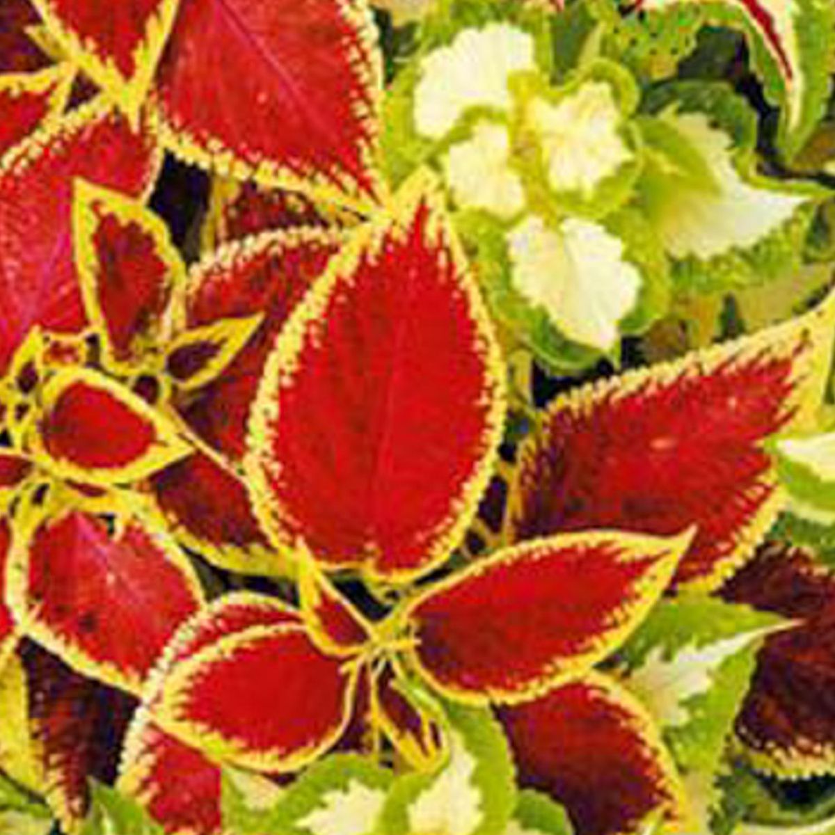 LAS BANDURRIAS - Coleus 10 cm Natural CT10