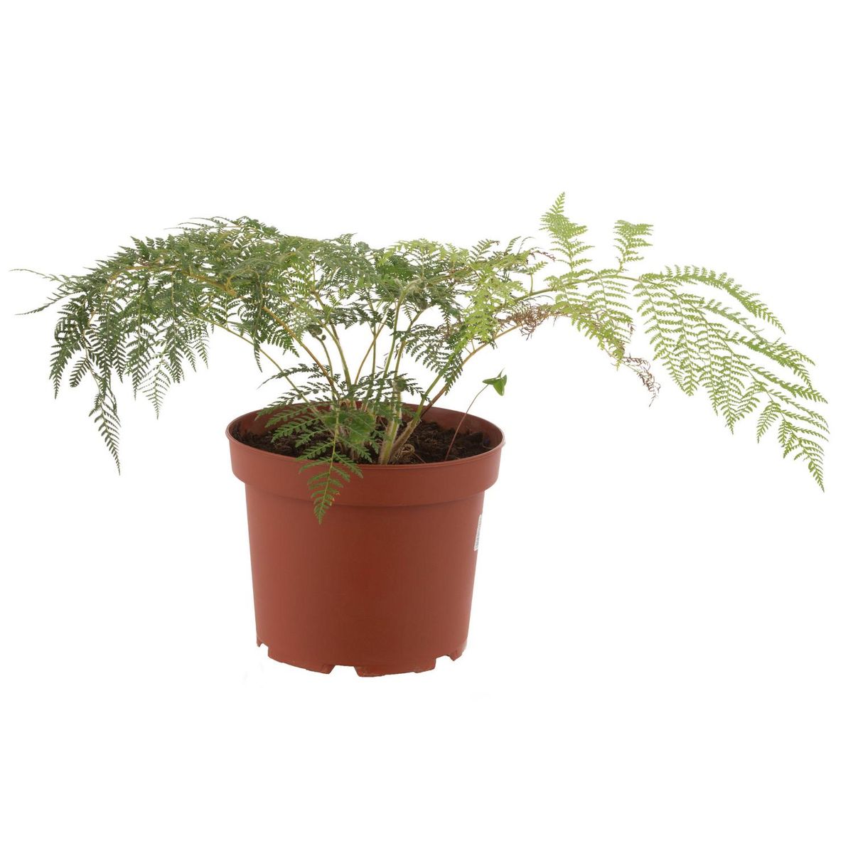 LAS BANDURRIAS - Dennstaedtia Galuca 40 cm Natural CT23
