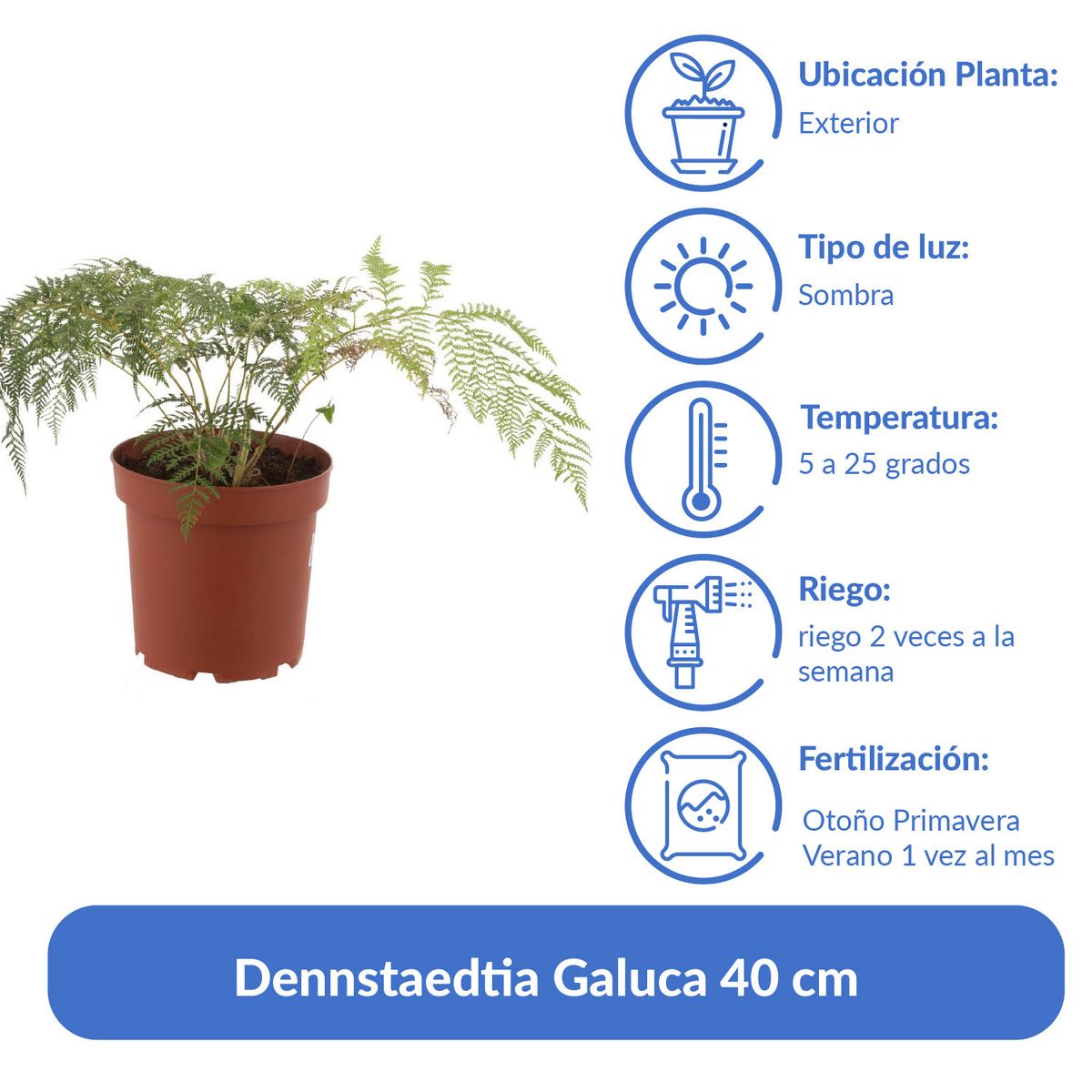 LAS BANDURRIAS - Dennstaedtia Galuca 40 cm Natural CT23