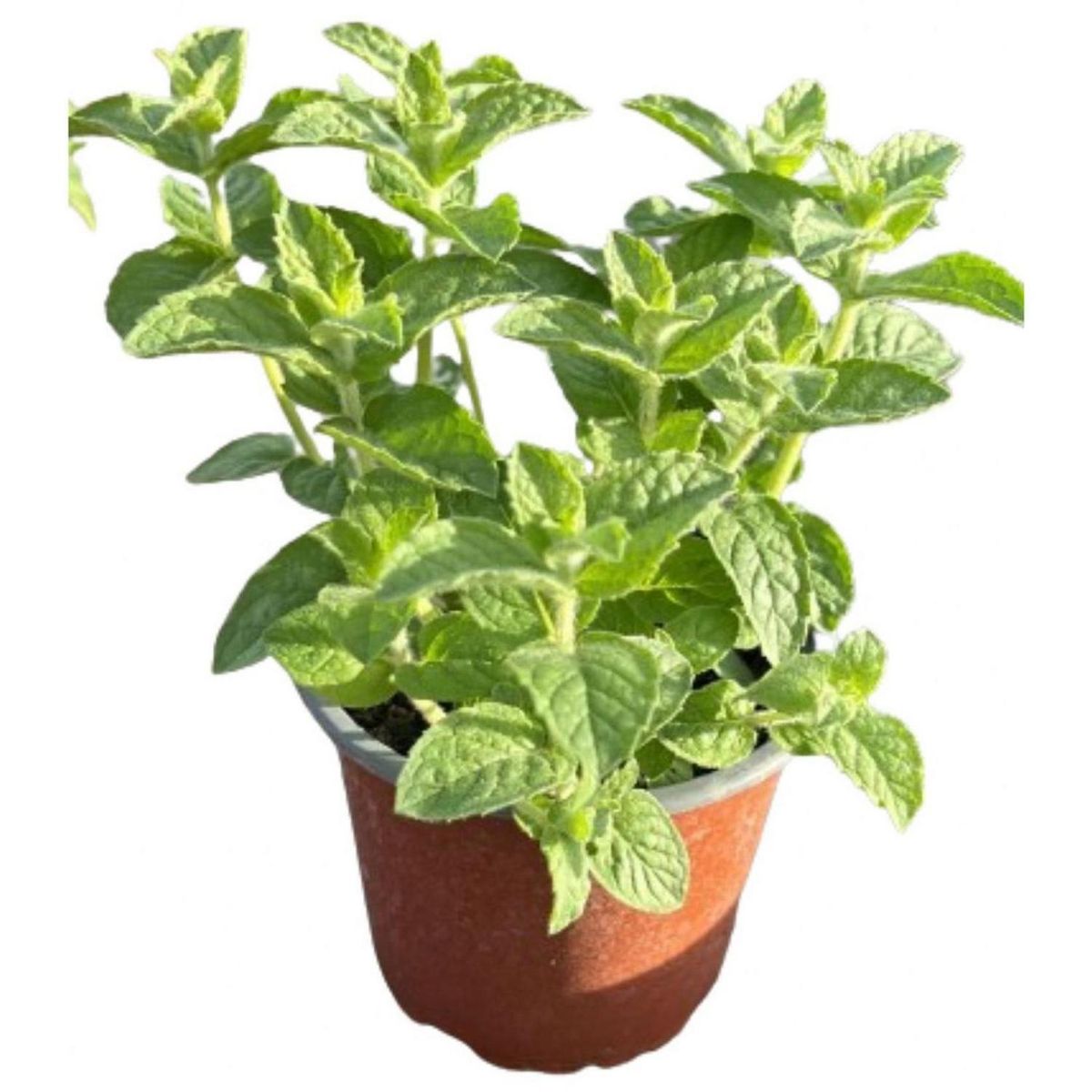 LAS BANDURRIAS - Menta 10 cm Natural CT12