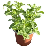 Menta 10 cm Natural CT12