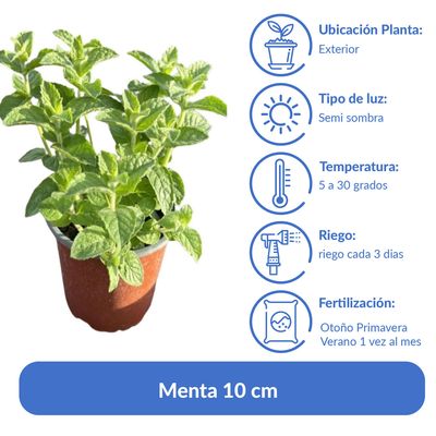 Imagen 2 del producto Menta 10 cm Natural CT12