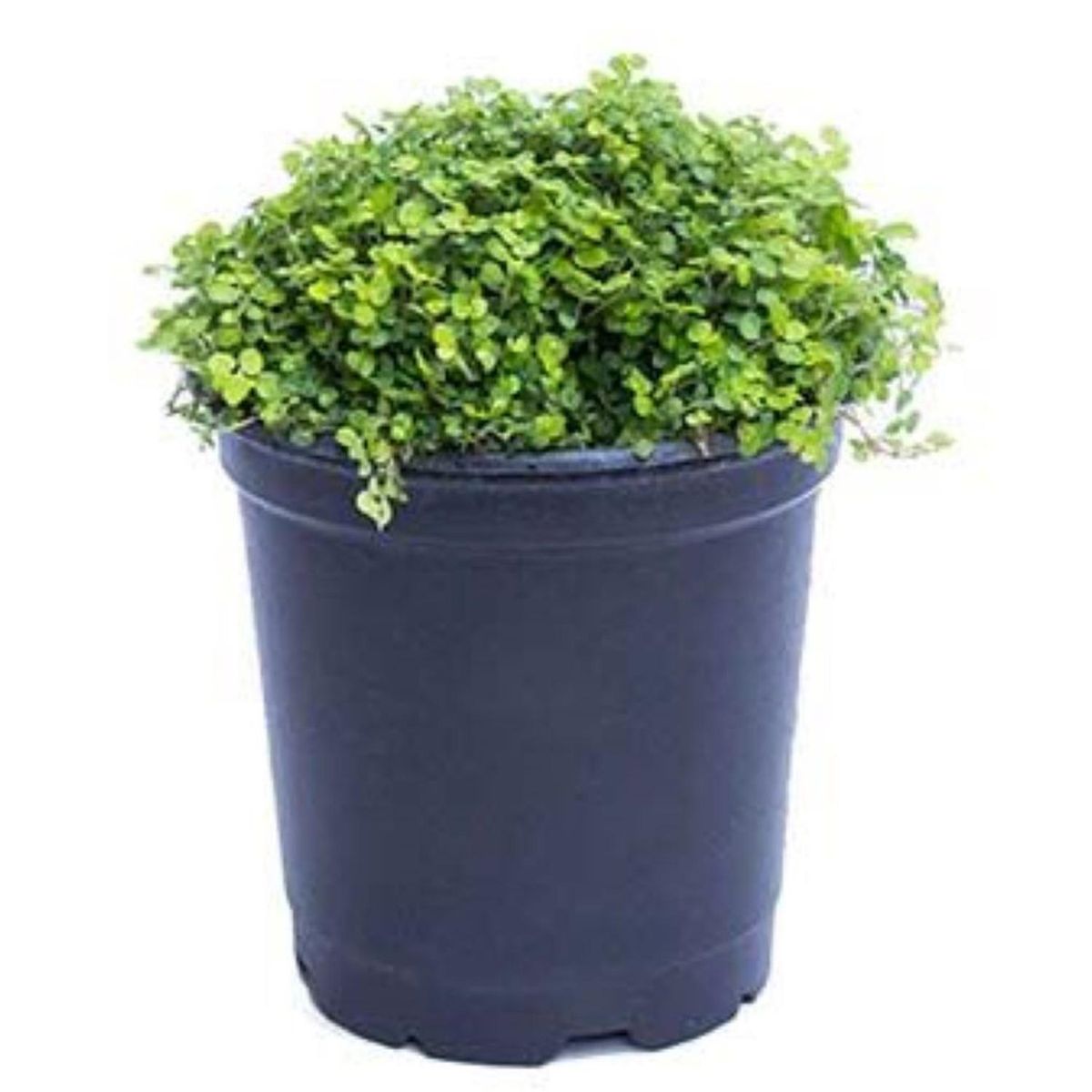 LAS BANDURRIAS - Musgo Natural 