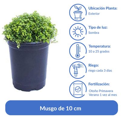 Imagen 2 del producto Musgo Natural