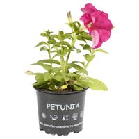 Petunia 10 cm Natural CT10