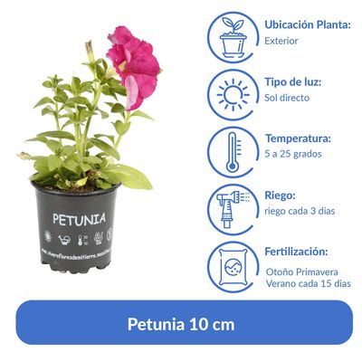 Imagen 2 del producto Petunia 10 cm Natural CT10