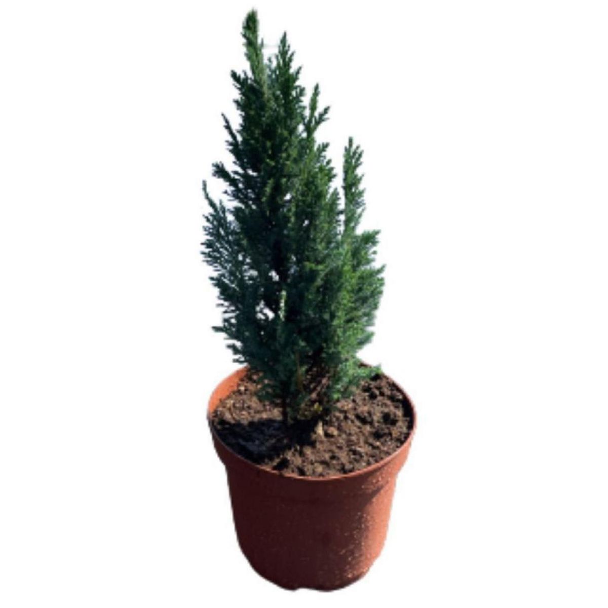 LAS BANDURRIAS - Pino Ellwoodii Natural 