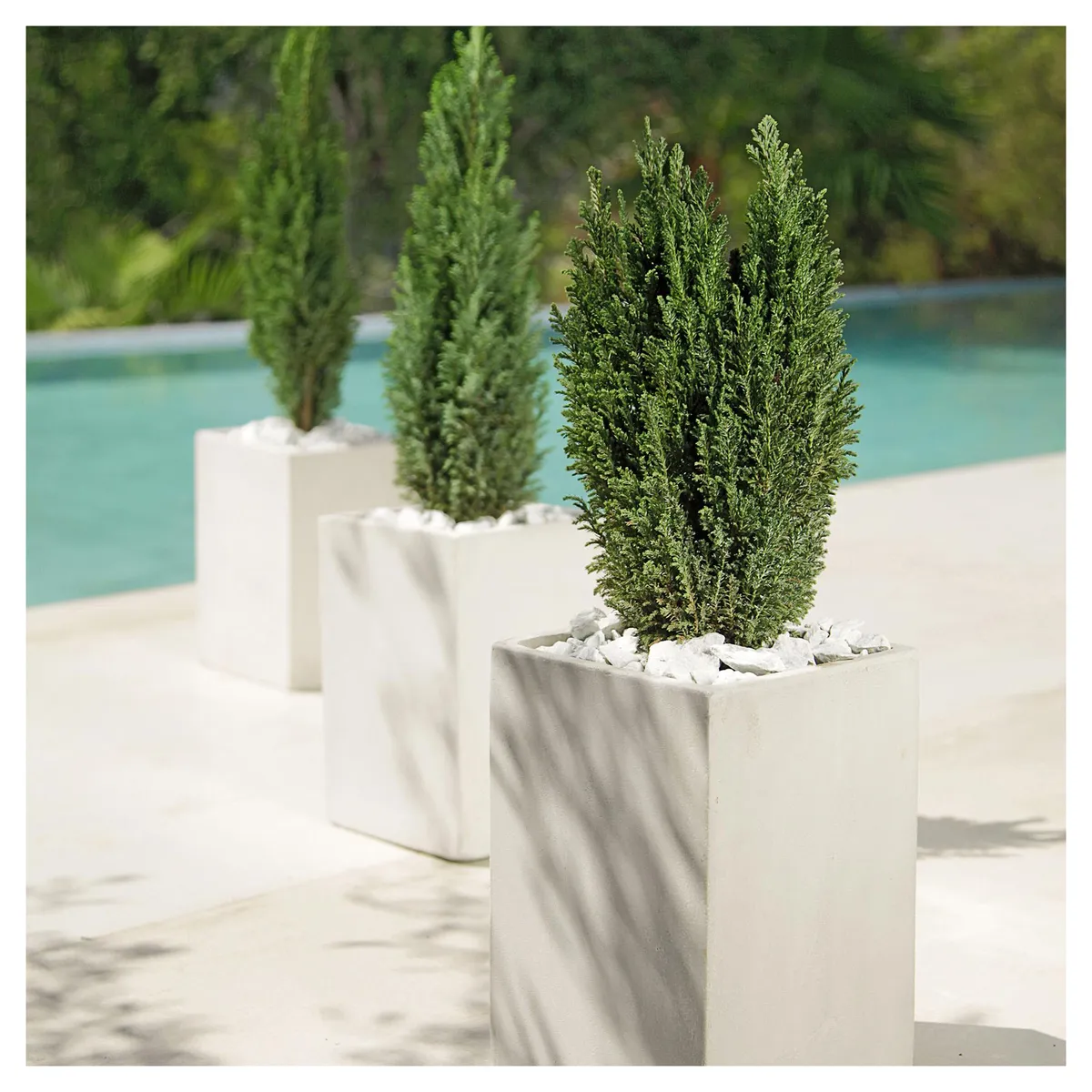 LAS BANDURRIAS - Pino Ellwoodii Natural 