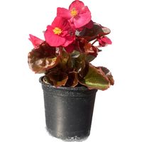 Porcelana 10 cm Natural CT10