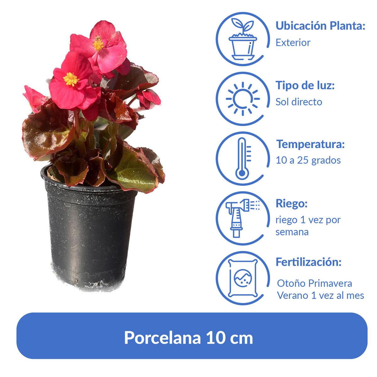 LAS BANDURRIAS - Porcelana 10 cm Natural CT10