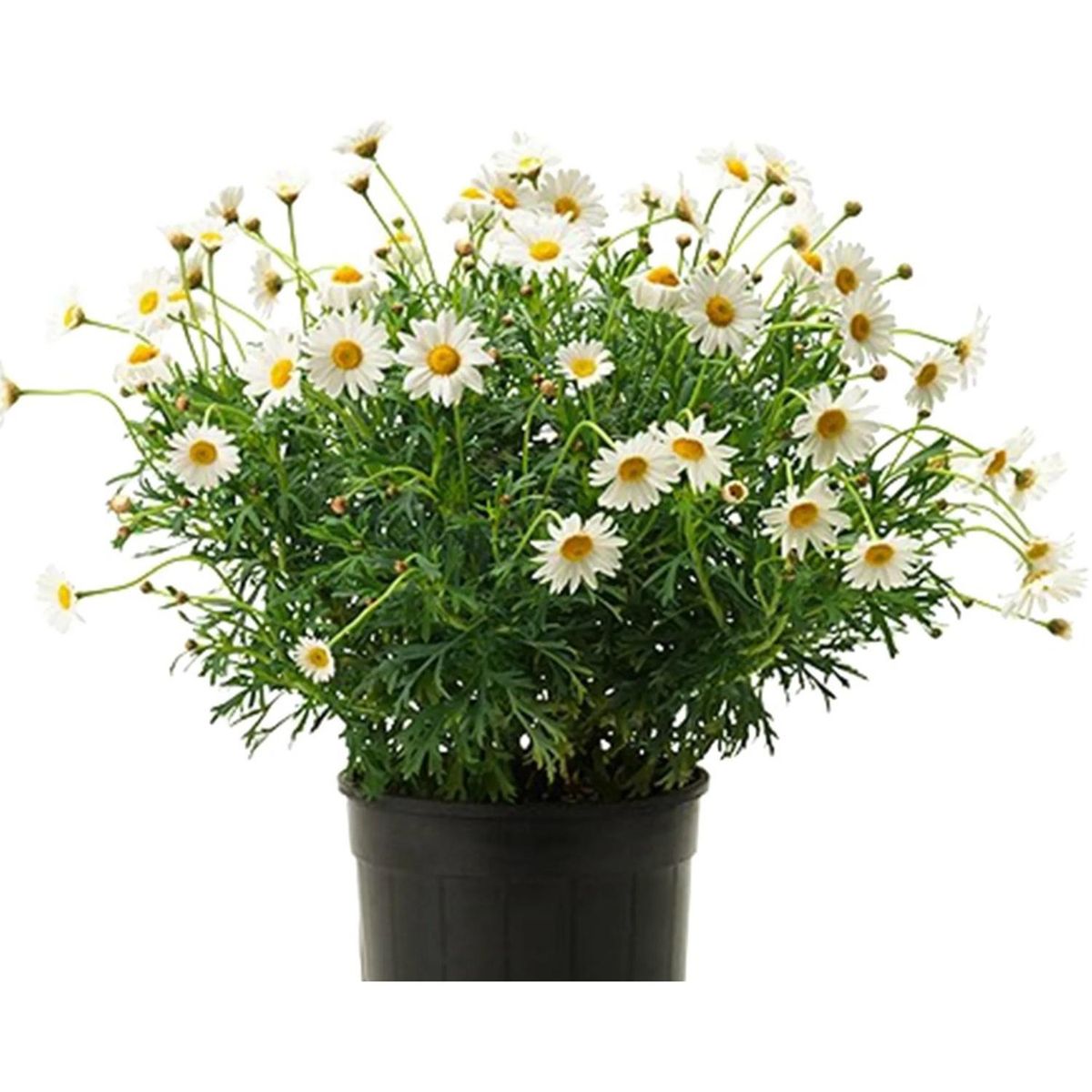 FLORES DE MI TIERRA - Planta Paquerette 30 cm Natural CT19