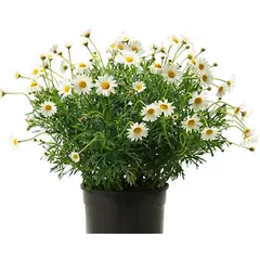 FLORES DE MI TIERRA - Planta Paquerette 30 cm Natural CT19