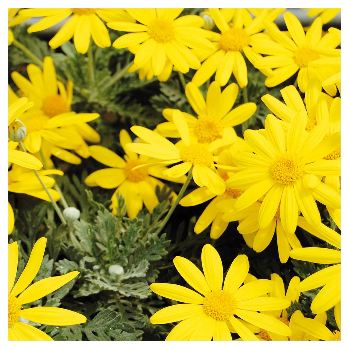 FLORES DE MI TIERRA - Planta Paquerette 30 cm Natural CT19