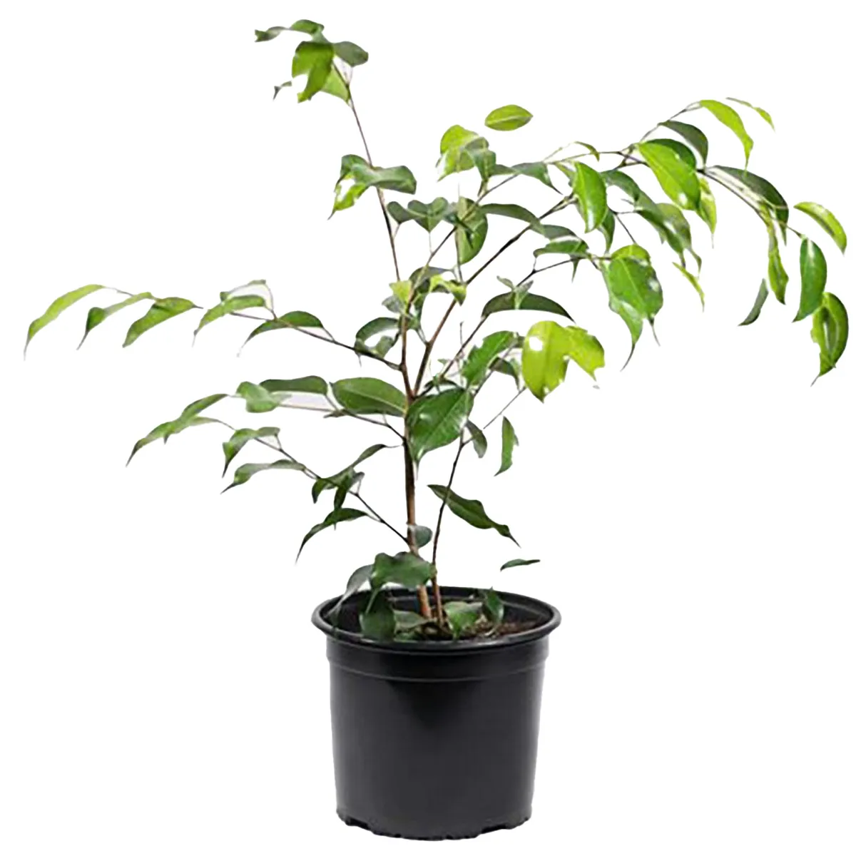 VIVEROS HIJUELAS - Ficus Benja Exotica 40 cm Natural CT17