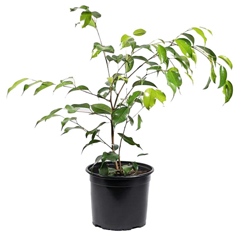 VIVEROS HIJUELAS - Ficus Benja Exotica 40 cm Natural CT17