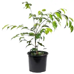 VIVEROS HIJUELAS - Ficus Benja Exotica 40 cm Natural CT17