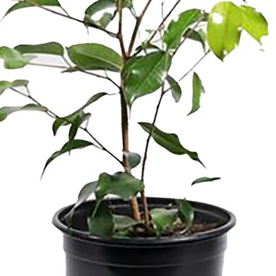 Imagen 2 del producto Ficus Benja Exotica 40 cm Natural CT17