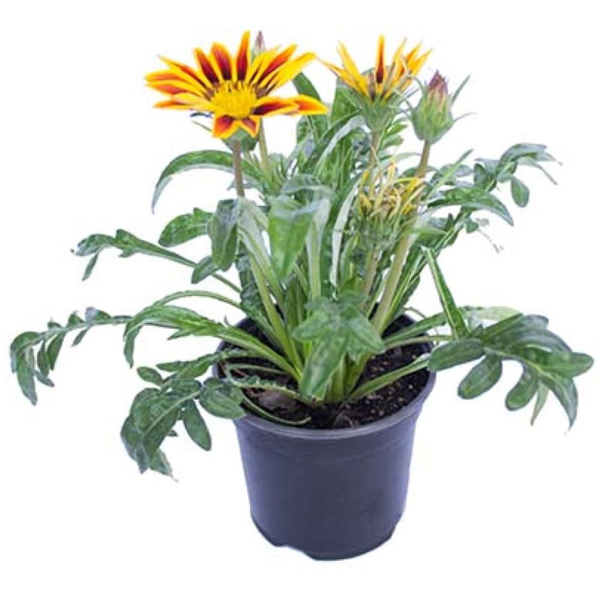 LAS BANDURRIAS - Gazania 15 cm Natural CT10