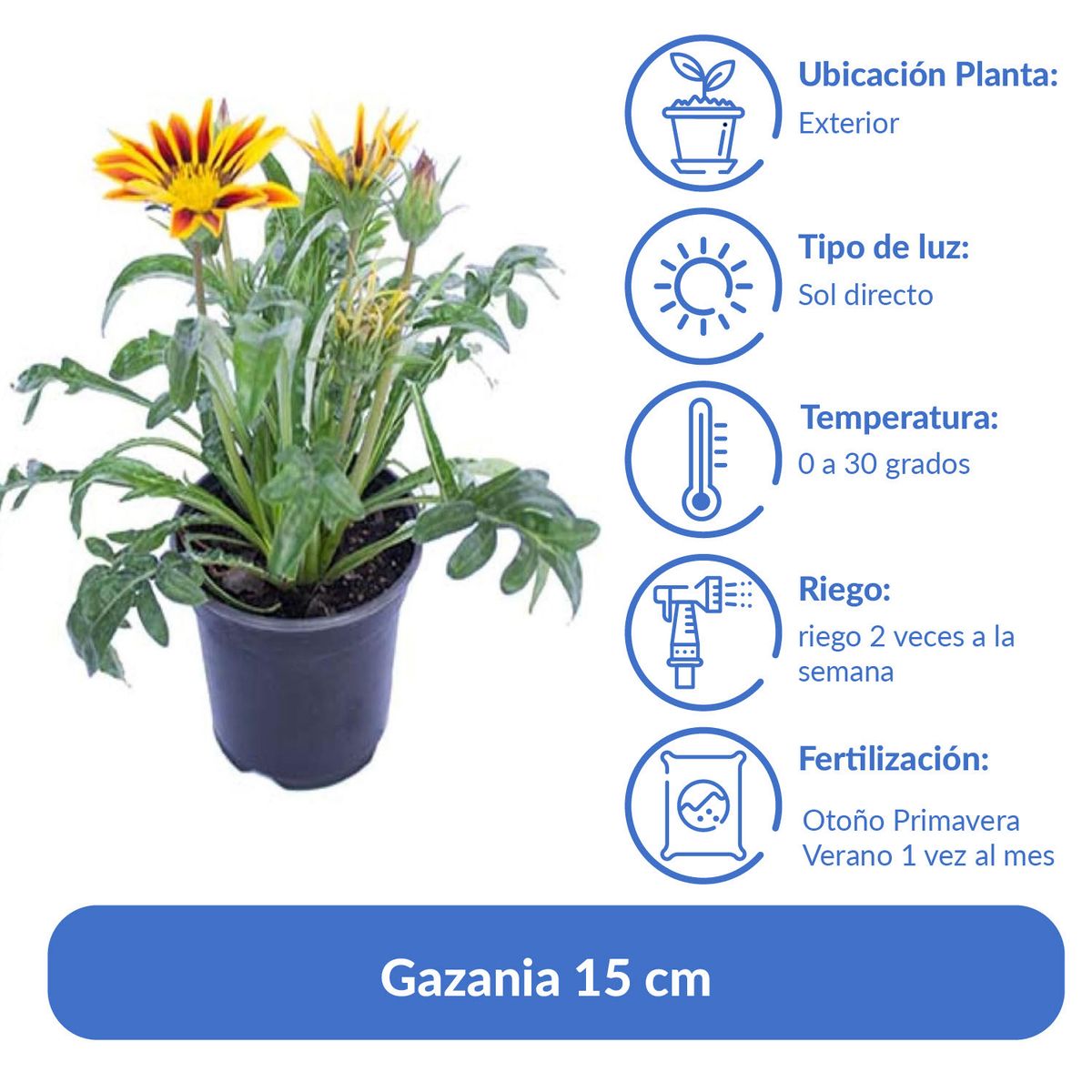 LAS BANDURRIAS - Gazania 15 cm Natural CT10