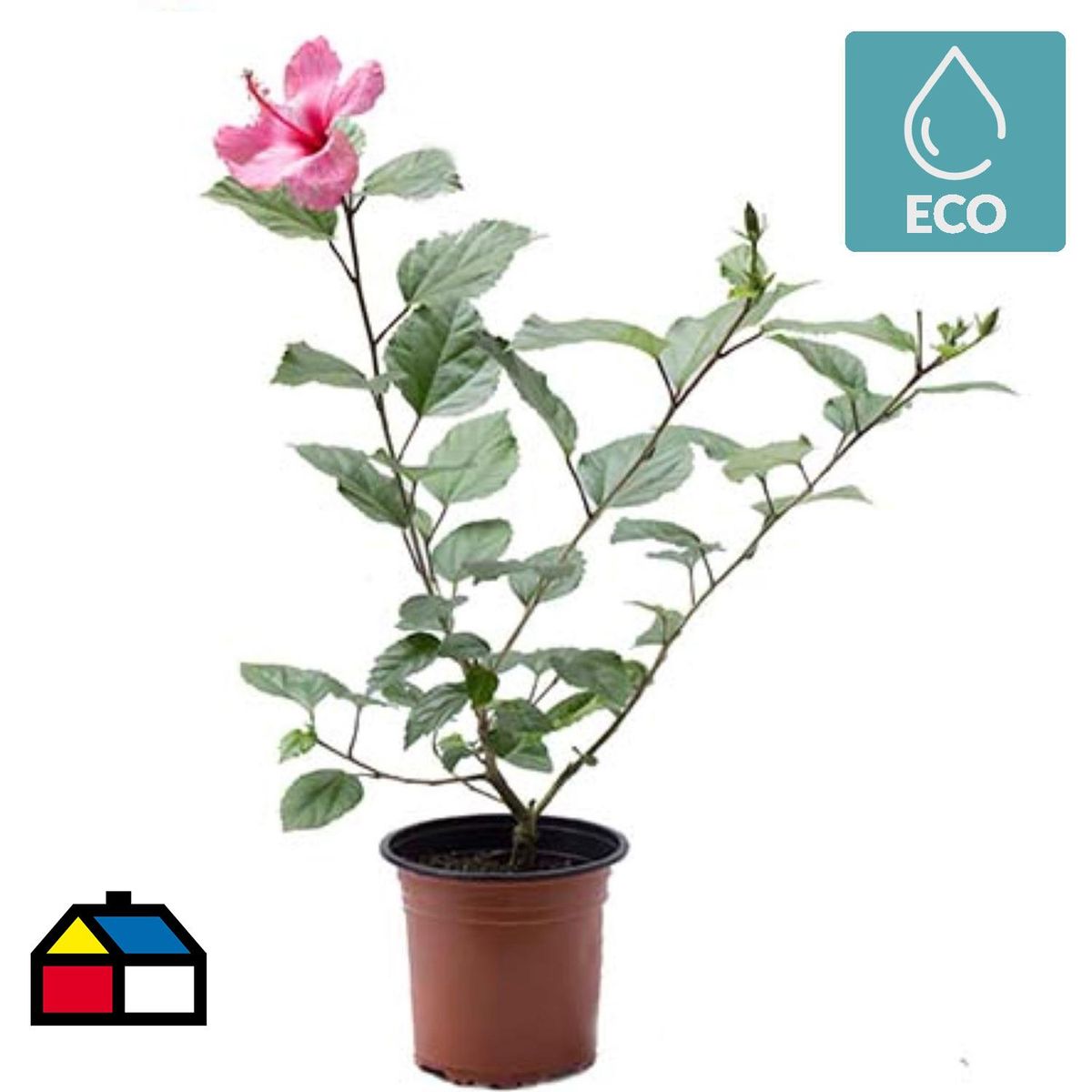 LAS BANDURRIAS - Hibisco 50 cm Natural CT17