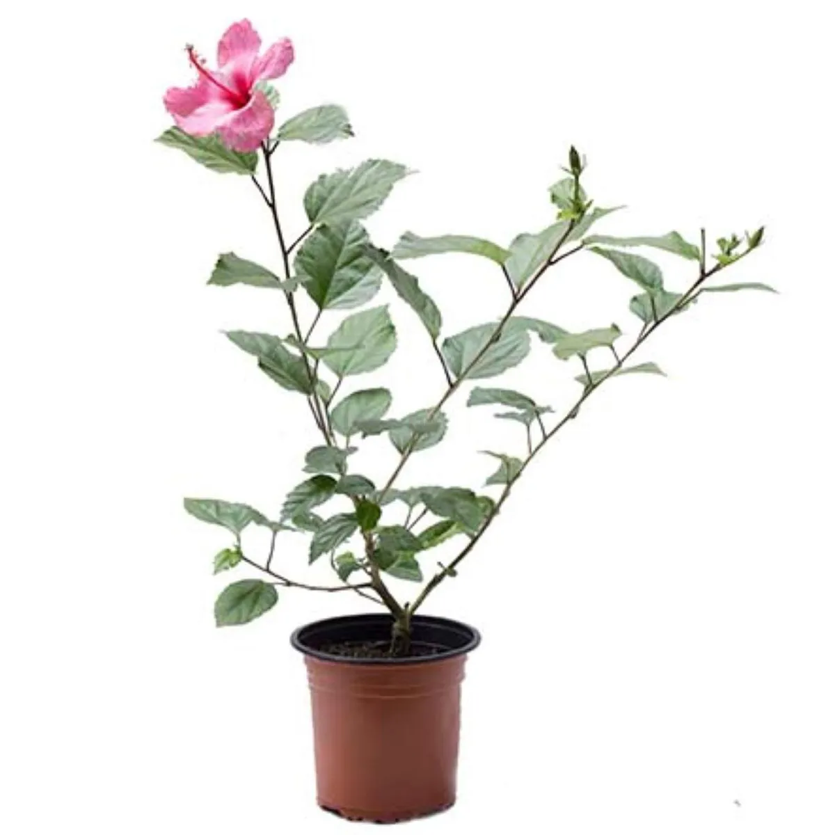LAS BANDURRIAS - Hibisco 50 cm Natural CT17