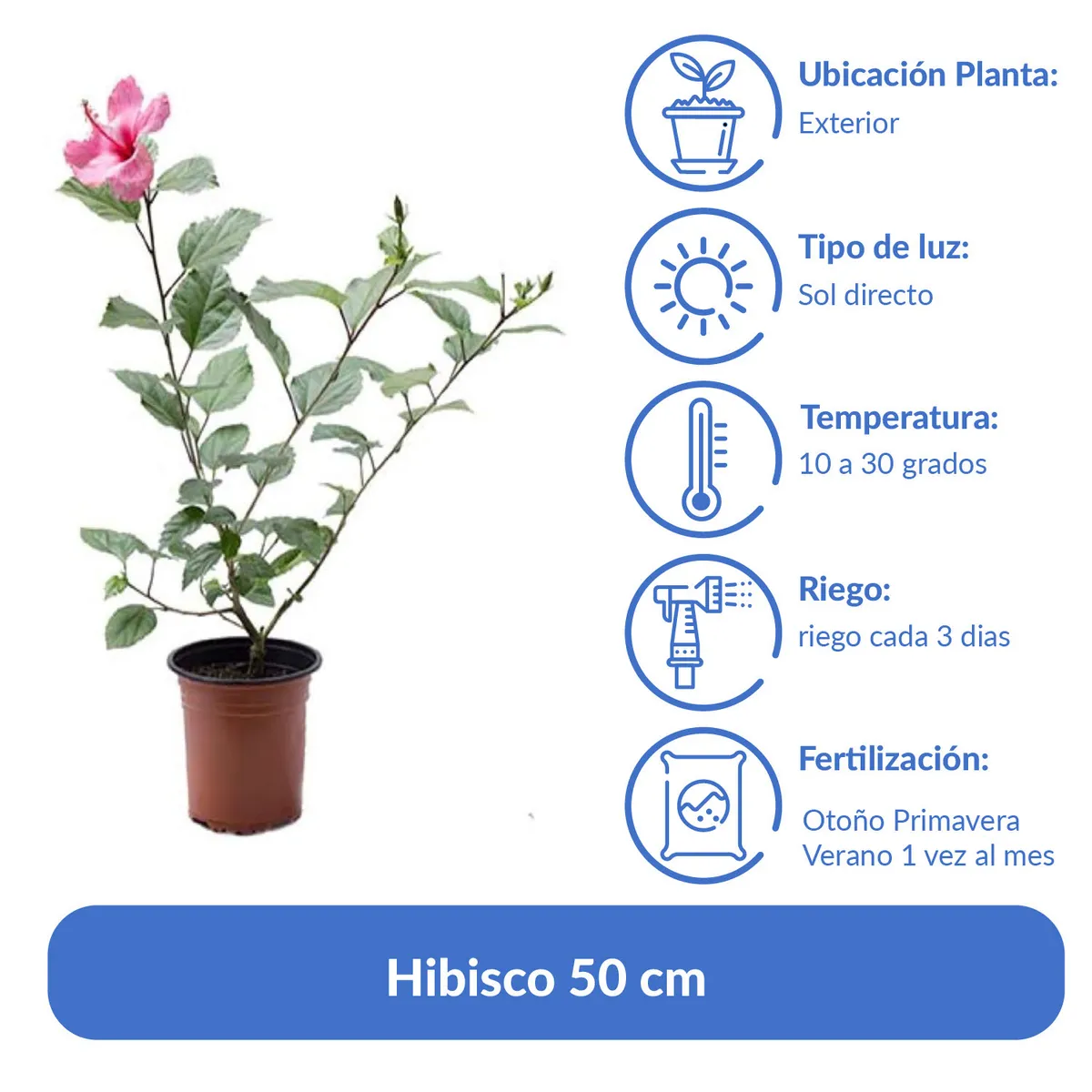LAS BANDURRIAS - Hibisco 50 cm Natural CT17